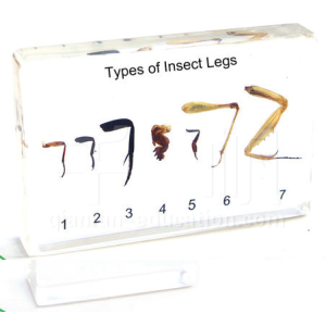 Insect’s Legs educational embedded specimen